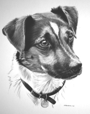 dog portrait, jack russell
