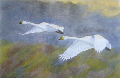 watercolour bewick swans