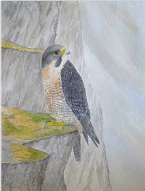 watercolour peregrine falcon