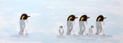 penguins in watercolour