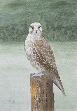 watercolour painting, Saker Falcon