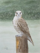 Saker falcon, watercolour painting