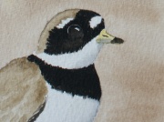 watercolour painting, Ringed Plover
